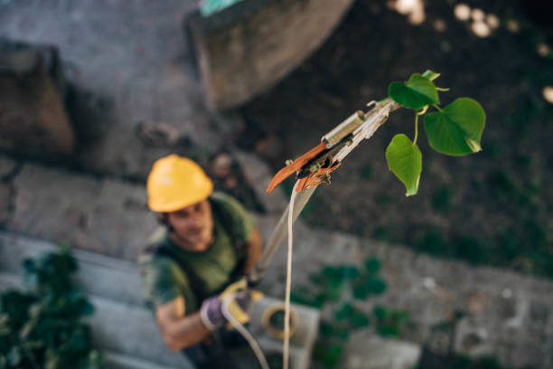 Best Tree Risk Assessment  in Double Oak, TX
