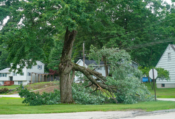 How Our Tree Care Process Works  in  Double Oak, TX